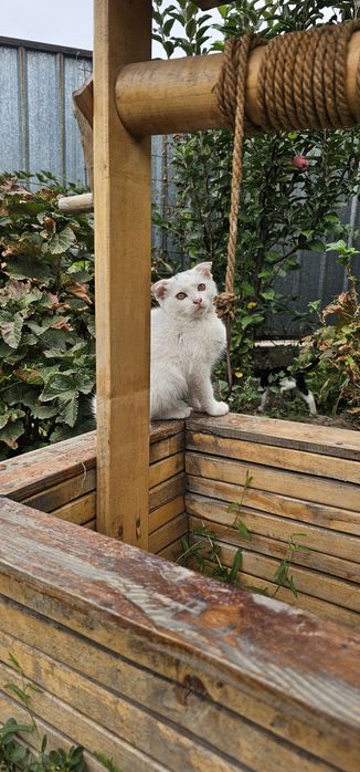 Вислоухий котенок