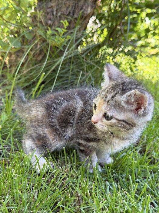 Бесплатно котята в добрый руки