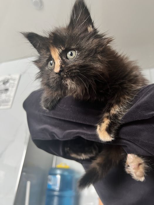 Продам Мейн Куна девочку