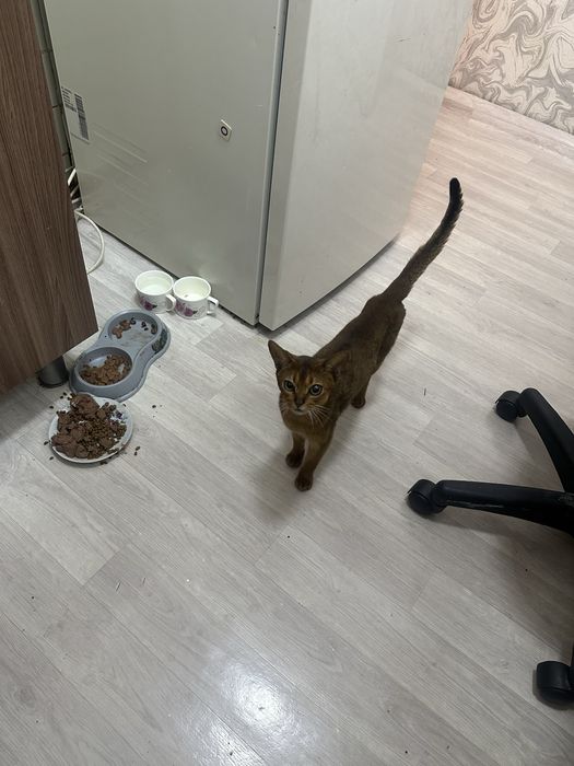 Кот Абиссинской породы на вязку