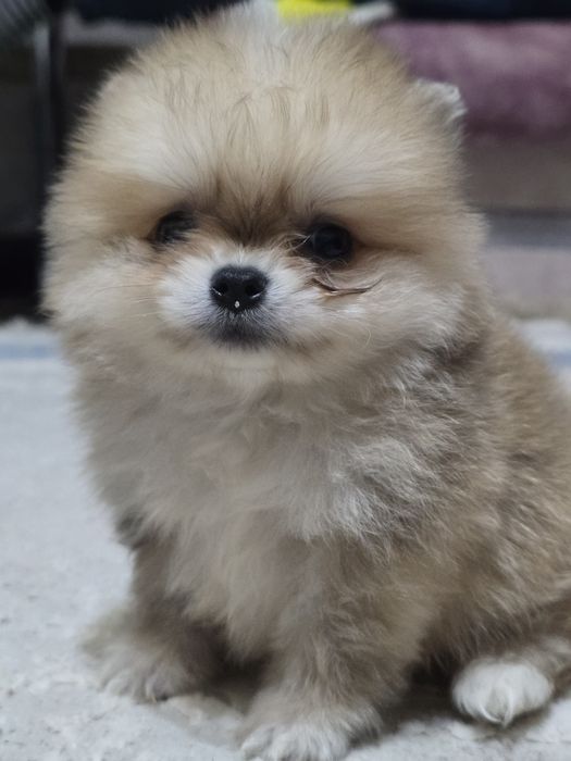 Продам щенка шпиц