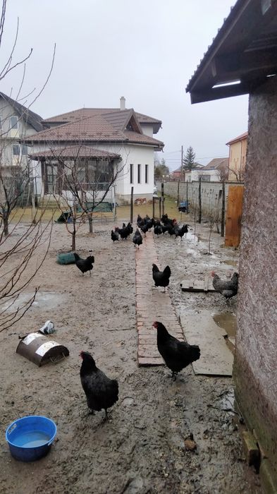 Ouă de incubat găini austrolop