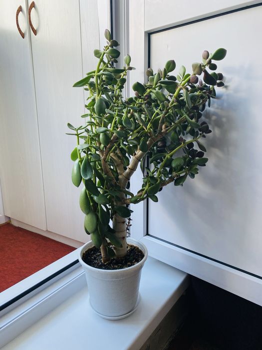 Комнатные цветы(растения)