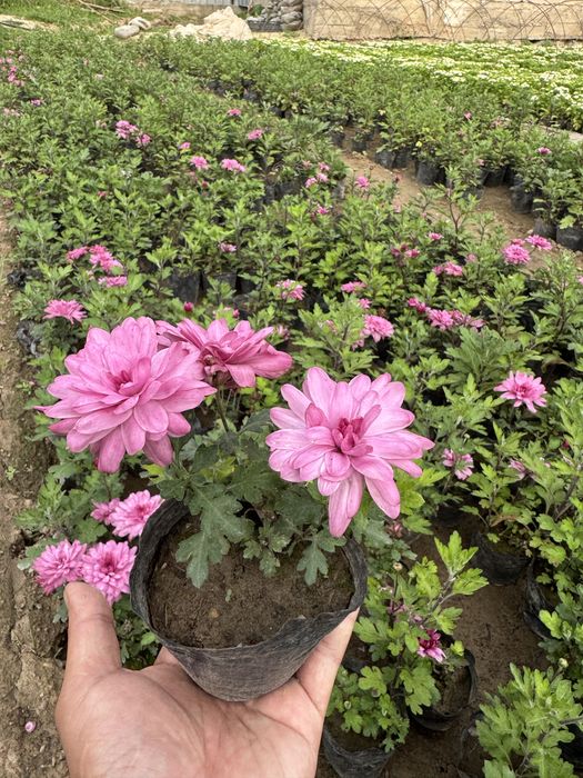 Цветы.                    .