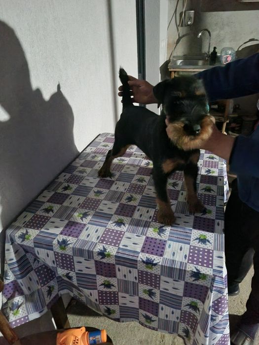 Vand femela de jagdterrier