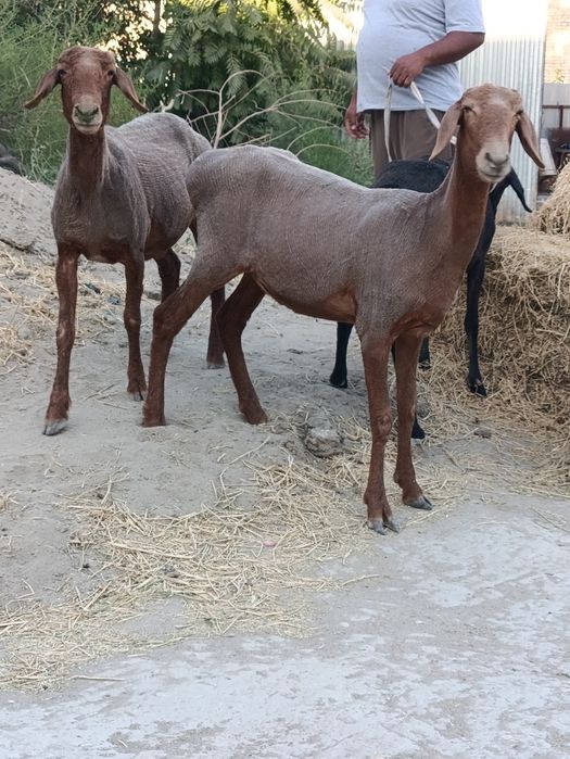 Quylar sotiladi.