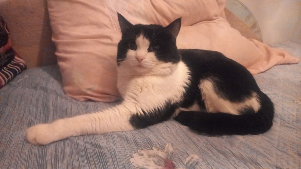 Ищем кошечку на вязку