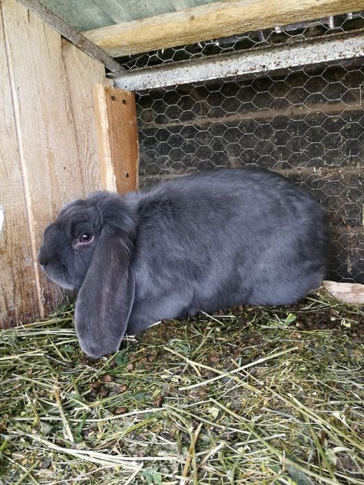 Vând iepuri berbec uriaș german