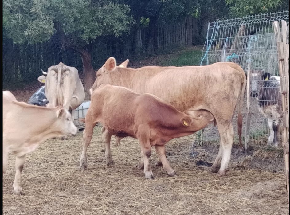 Vand juninca si vitel