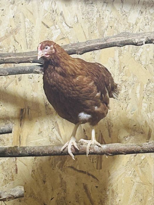 Куры Несушки Ломан Браун