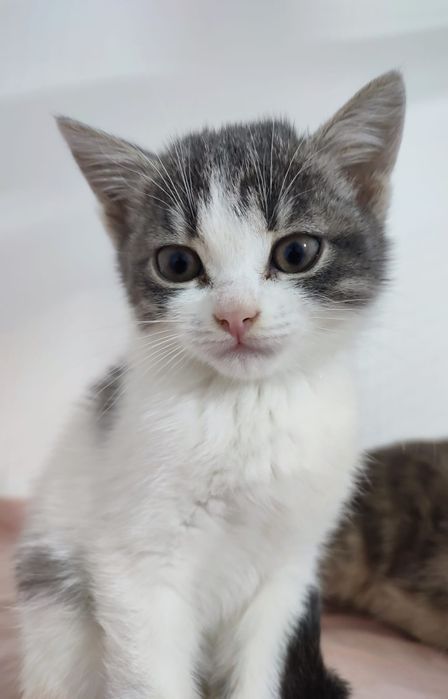 . ШотЛанДскиЕ КотЯта