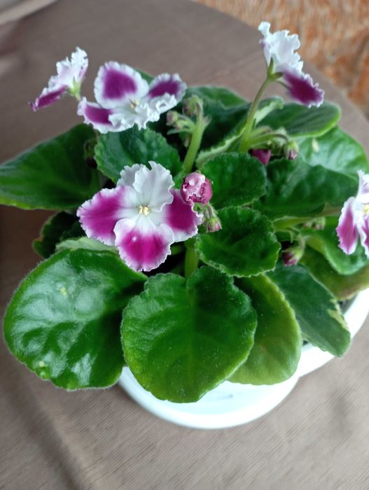 сентполия- кичеста теменужка