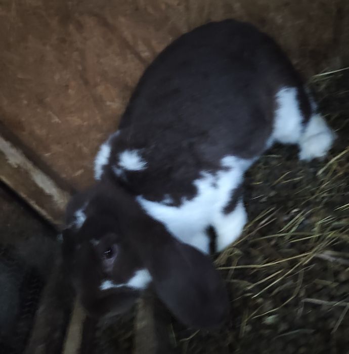 Masculi disponibili de 7 luni urgent