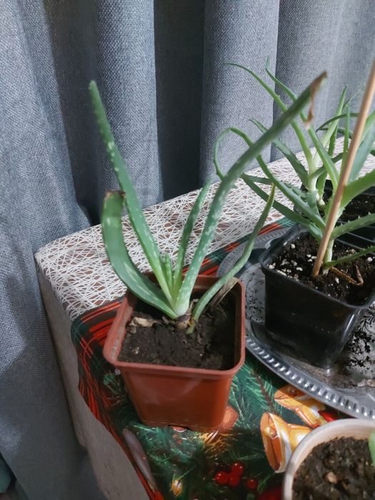 Продам растение АЛОЭ