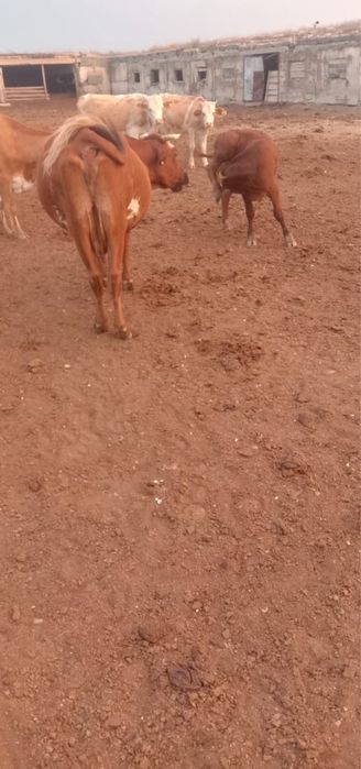 Продается крупный рогатый скот
