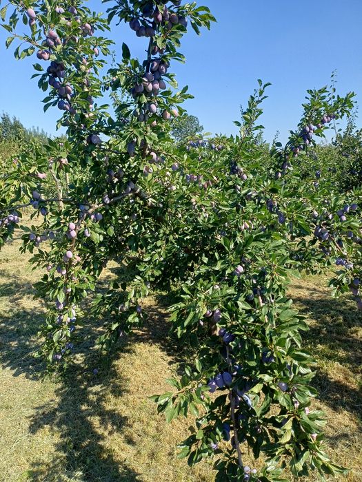 Prune de vanzare