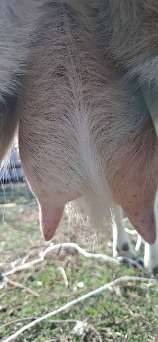 Заненский ешкі лағымен