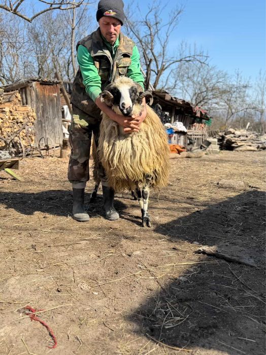 Vand berbec breaz stramior de valea jiului