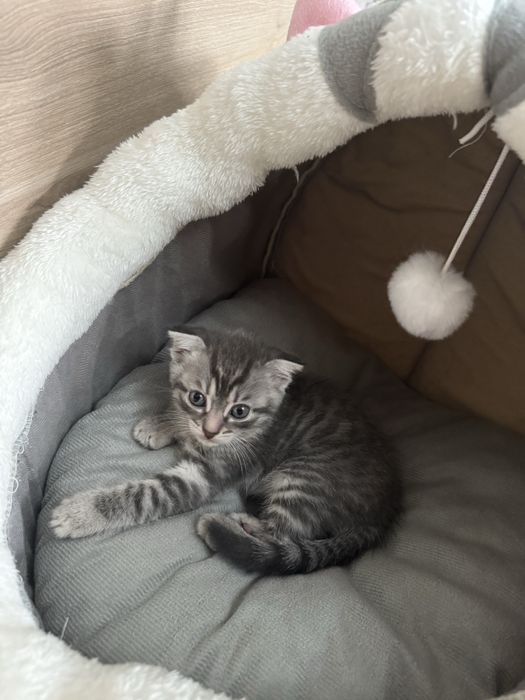 Шотландский вислоухий котенок