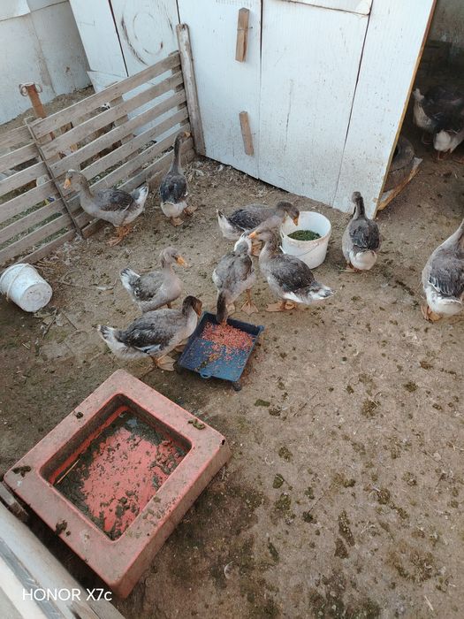 Продам гусята молодые