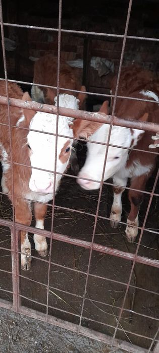 Vând vitei balțați!