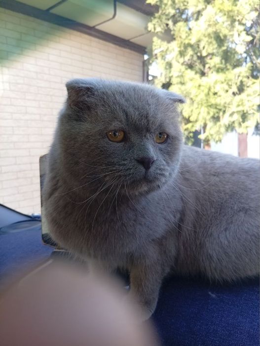 Продаем котика милого ласкового мальчика