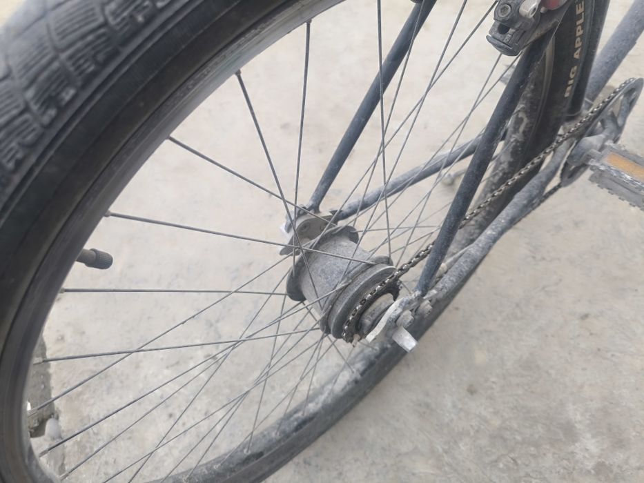 Velik bigbul amerikaniski