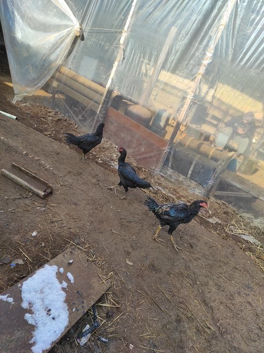 Grachi tovu zoti toza 700000 min