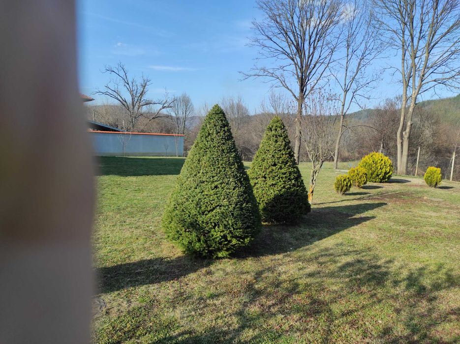 Смърч топиран -250см