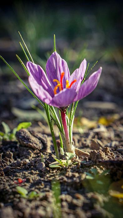Șofran stamine (condiment)