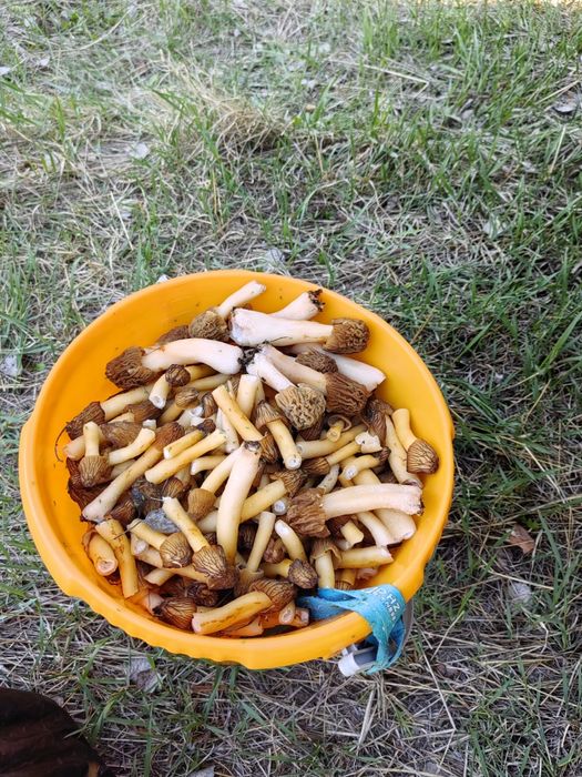 Грибы сморчки и сморчковая шапочка