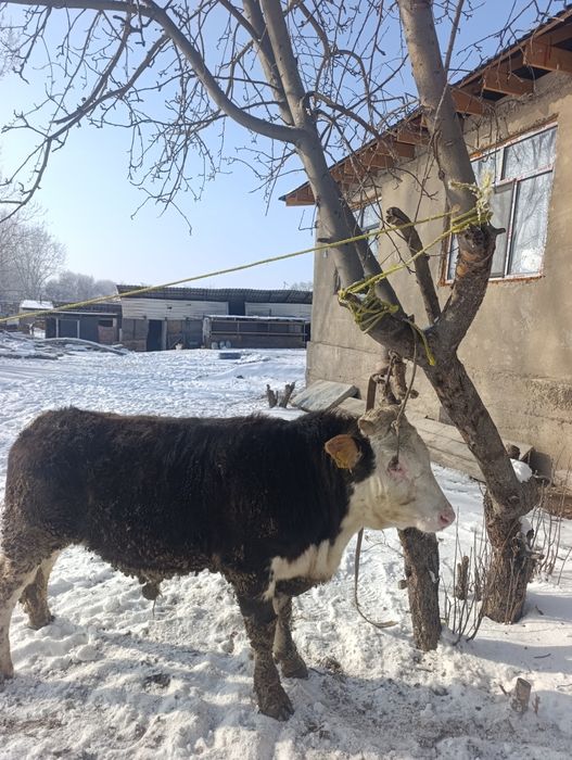 Бычок,бұқа сатылады