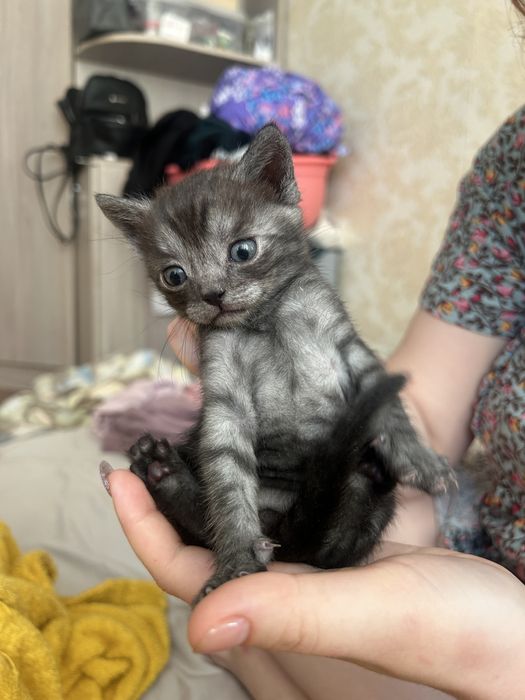 Кот серый маленький