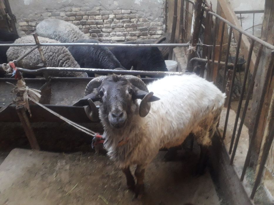 кучкорлар сотилади