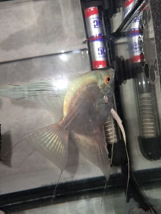 Скалярия платинум и черная