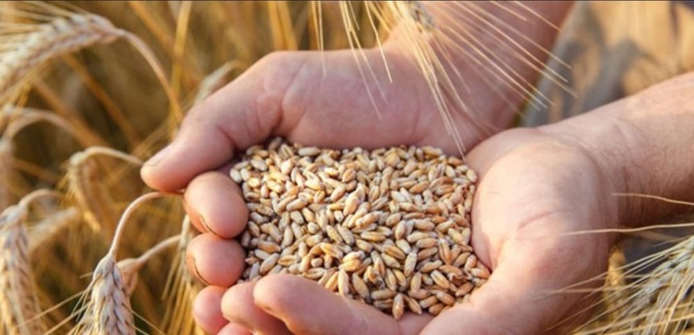 Vand grâu de calitate