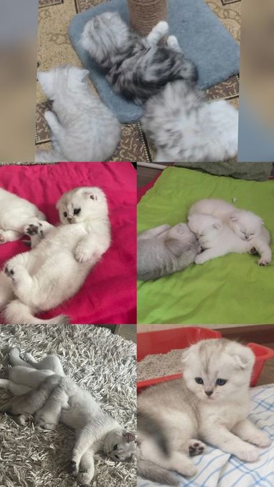 Вязка, прямоухих и вислоухих кошечек