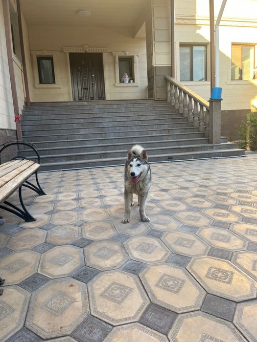 лайка продается сатылады