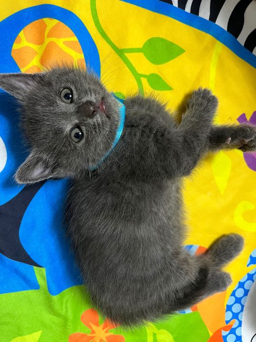 Британские котята