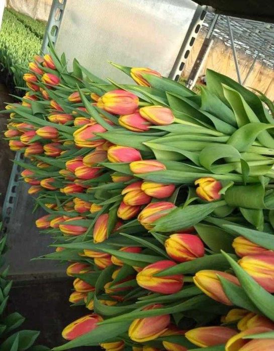 Тюльпаны мелкий ОПТ со склада Астаны