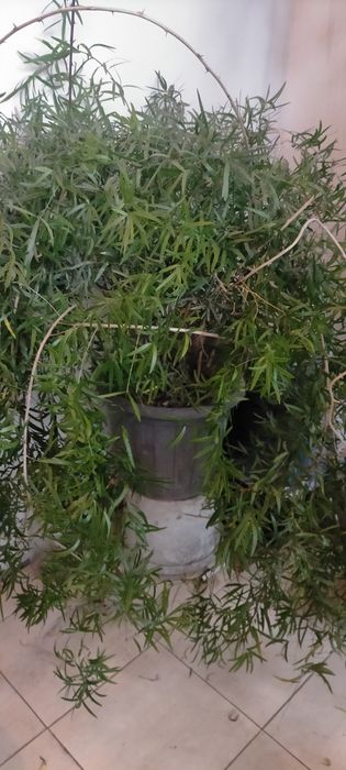 Продается комнатный огромный аспарагус.