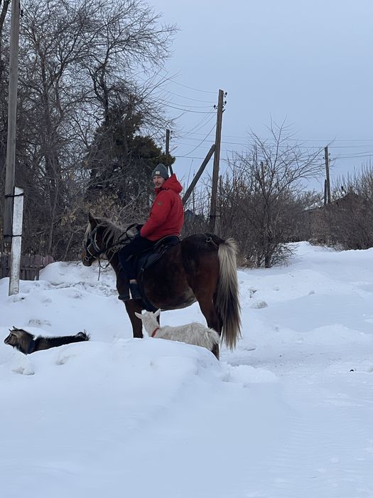 Продам обученных кобыл