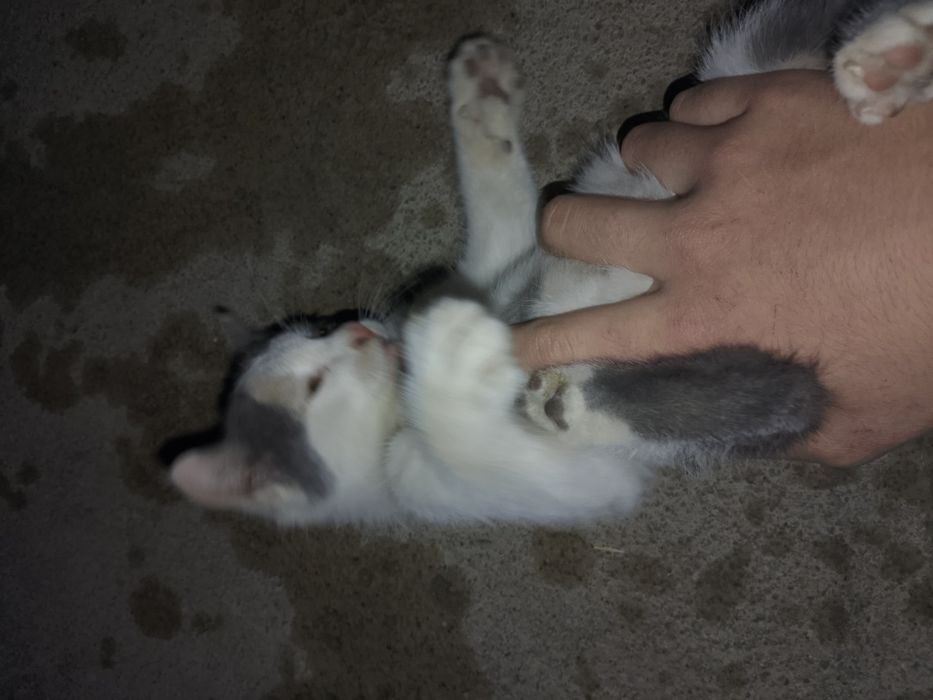 отдам котенка добрым людям