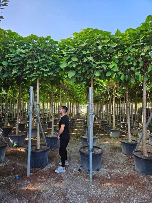 Catalpa globulară toate dimensiunile