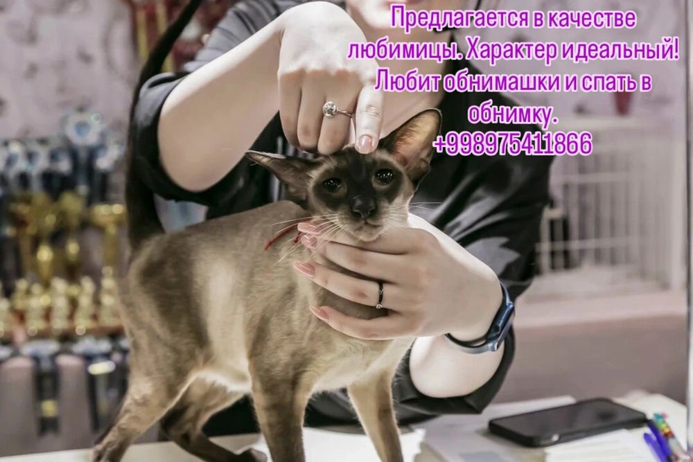 Чистокровная ориентальная кошка сиамского окраса