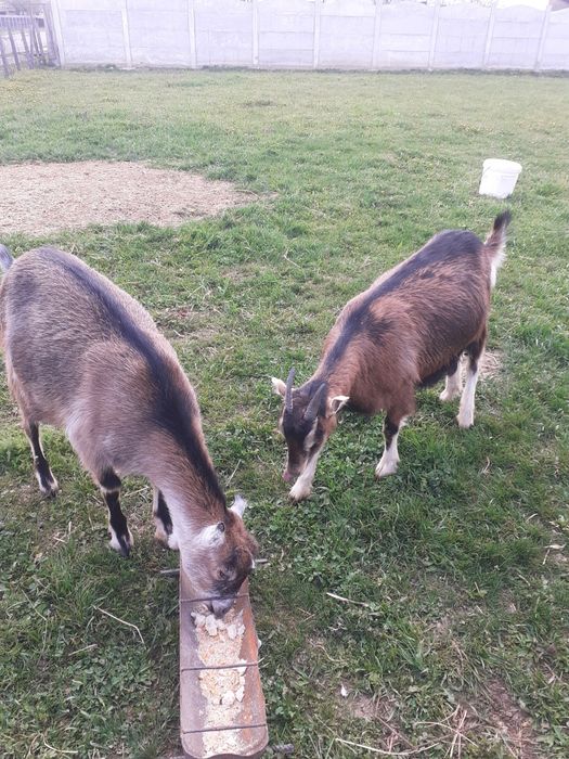 Capre de vânzare franceză Alpină și Inubian