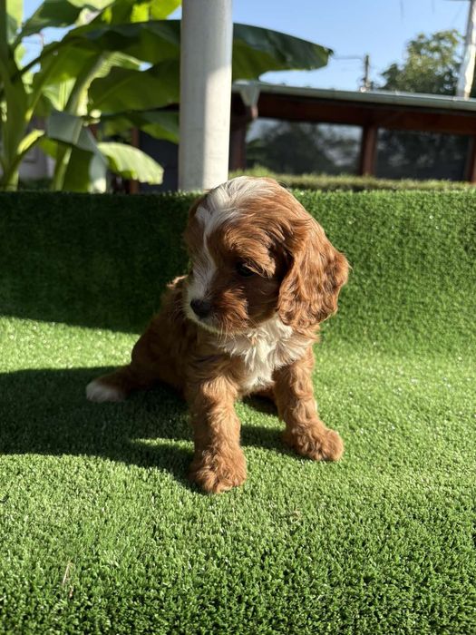 Кавапу (Cavapoo)