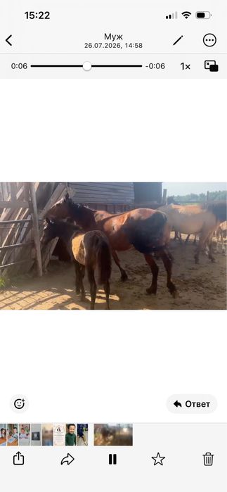 Кобыла с жеребеноком