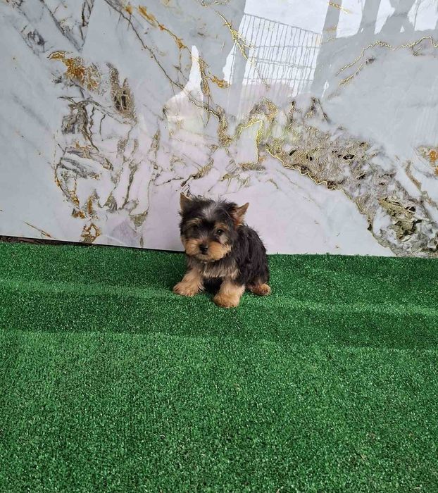 Йоркширски териер бебета