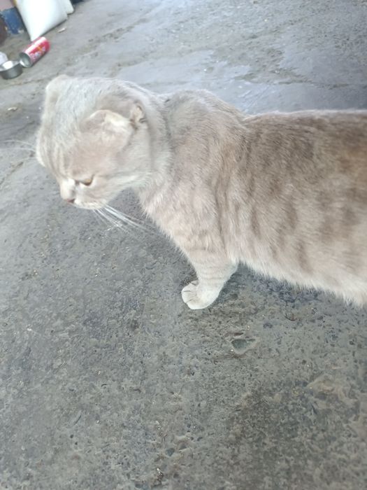 Отдам кошку и 2 котят